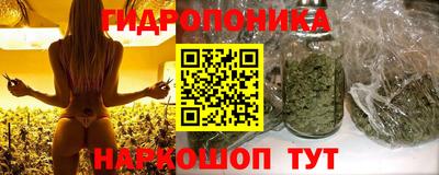шишки Дубна